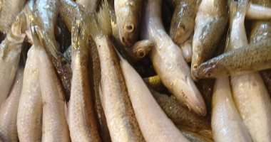 البلطى بـ85 جنيها.. استقرار فى أسعار الأسماك بالإسكندرية