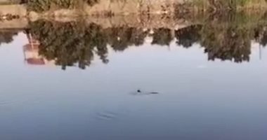 لقطة من الفيديو المتداول لظهور تمساح جديد فى الشرقية