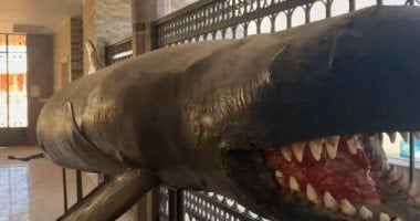 تعرف على الدولفين القاتل الكاذب المحنط داخل معهد علوم البحار بالغردقة