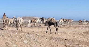 وسم الإبل بالبحر الأحمر هوية قبلية متجذرة تحافظ على السلالات النادرة من الجمال.. تنظم حركة الرعي والتنقل بين الأودية الجبلية.. تعكس تاريخًا طويلاً من عادات وتقاليد بدوية متوارثة بين قبائل الصحراء الشرقية.. صور