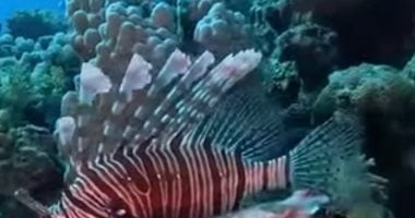 الحيد المرجانى العظيم بالبحر الأحمر 