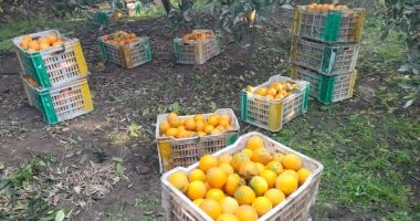 موسم حصاد البرتقال