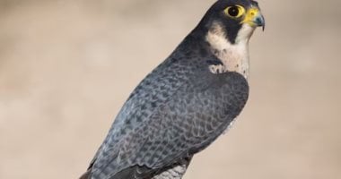 اسرع طائر فى العالم 