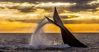 أشياء نادرة لم يشهدها العالم إلا مرة واحدة.. منها البطريق الأصفر