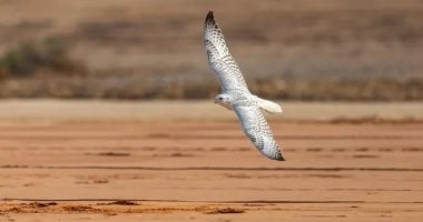 حضور لافت للصقارات السعوديات بمهرجان الملك عبدالعزيز للصقور 2025