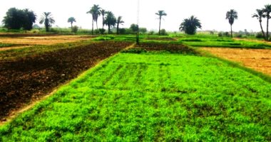 شرط وحيد للموافقة على بناء الحظائر على الأراضى الزراعية بوادي الصعايدة بأسوان