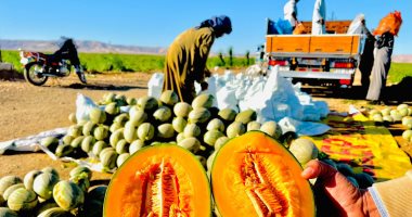 بشاير اليوسفى والكنتالوب.. حصاد فواكه الشتاء من مزارع الأقصر