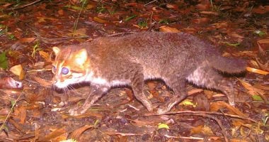 بعد 30 عامًا من الاختفاء.. تايلاند تعيد اكتشاف قطة برية نادرة منقرضة