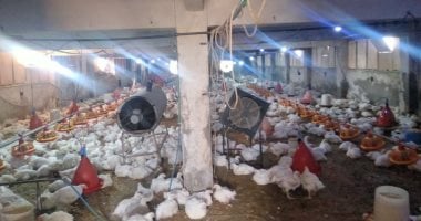 تعرف على أنواع تحصين 246 ألفا و6640 طائرا متنوعا بلقاحات مختلفة بكفر الشيخ