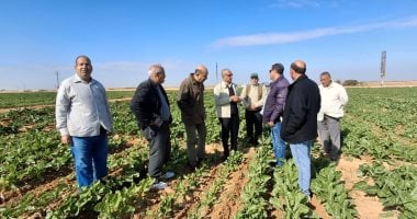 زراعة الإسماعيلية تواصل جهودها الميدانية لمتابعة زراعات بنجر السكر بالقصاصين