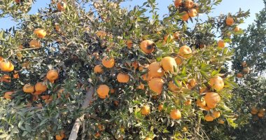 مملكة الموالح.. حصاد البرتقال بقرية تفهنا العزب فى الغربية.. 1800 فدان إنتاج سنوى يتم تصديره لـ 140 دولة حول العالم.. والمزارعون يكشفون: تغير المناخ أثر على المحصول وتغلبنا عليه بفضل المجمع الزراعى.. صور