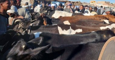 بيطرى الأقصر يحمى الثروة الحيوانية بالتحصين والتفتيش الأسبوعى بأسواق الماشية.. صور
