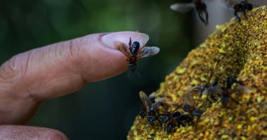 بيرو تمنح النحل عديم اللسع حقوقا قانونية لأول مرة فى منطقة الأمازون