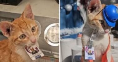 عقد عمل ومزايا رسمية.. القط البرتقالى مديرا للدعم العاطفى فى شركة مكسيكية