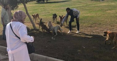 تطعيم 75 كلبا ضالا ضد مرض السعار بحملات للطب البيطرى فى العبور 