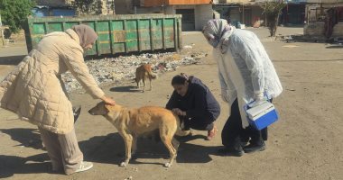بيطرى الإسماعيلية يتابع حملاته المكثفة لتحصين الكلاب الحرة ضد مرض السعار