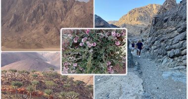 غابة من النباتات النادرة لا تنمو إلا على إفرست الغردقة