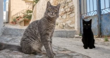 إقامة مجانية فى جزيرة يونانية لمحبى القطط.. بشرط رعايتها