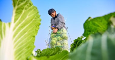 بداية الفصل الشمسي فى الصين.. ازدهار الحقول بالمحاصيل