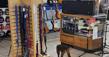 الإمساك بقرد هارب داخل متجر موسيقى فى أمريكا بعد عبثه بالأدوات