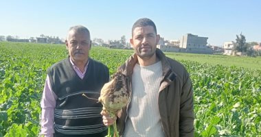 زراعة 10000 فدان بنجر بنطاق مركز منشاة أبو عمر فى الشرقية