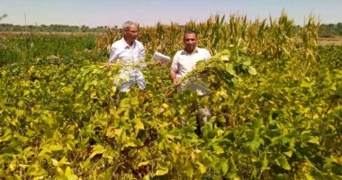 زراعة الوادي الجديد: نجاح تجربة بحثية رائدة لزراعة فول الصويا بالمحافظة