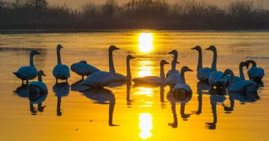 مشاهد طبيعية تأسر العين.. بحيرات الصين مهبط الطيور المهاجرة من أوروبا