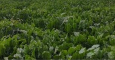 إنتاج الفدان 30 طن.. بنجر السكر محصول يساهم فى توفير فرص عمل بالشرقية