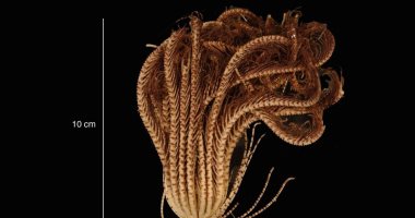 20 ذراعًا تحت الجليد.. علماء يكتشفون كائنا بحريا غامضا فى أنتاركتيكا