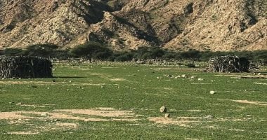 صحراء حلايب وشلاتين تتحول إلى لوحة خضراء.. أمطار شتاء 2026 تنبت الأعشاب الطبيعية بعد شهور من الجفاف.. انتشار المراعى لتكسو الجبال والوديان.. وعودة الحياة البرية وازدهار الرعى والتجارة بين أبناء القبائل.. صور 