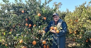 مملكة الموالح.. موسم حصاد البرتقال واليوسفى بحدائق الغربية