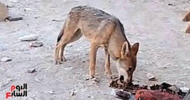 ذئاب الجبل.. رحلة اليوم السابع فى قلب صحراء قنا