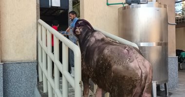 محافظ كفر الشيخ: التشغيل التجريبى لمجزر دسوق تمهيدًا لافتتاحه