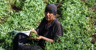 خير بلدنا.. موسم جمع محصول البسلة من حقول الجيزة