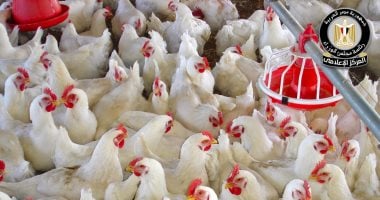 المركز الإعلامي لمجلس الوزراء