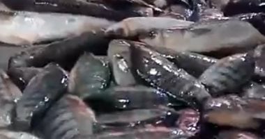 السمك ألوان.. تعرف على أنواع وأسعار الأسماك بكفر الشيخ.. فيديو