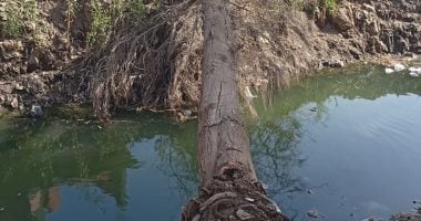 الرياح تتسبب في سقوط شجرة ضخمة على أسلاك الكهرباء بكفر ديما بالغربية