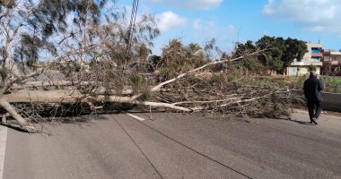 سقوط شجرة على طريق رفد بلقاس-جمصة ومحافظ الدقهلية يشدد على متابعة تقلبات الطقس