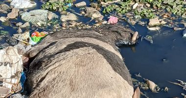 رفع حيوانات نافقة من مصرف عزبة أحمد فوزى بالقناطر الخيرية