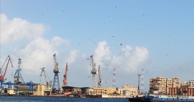 طيور النورس