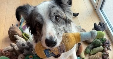 دراسة علمية: الكلاب تتنصت على أصحابها وتفهم حديثهم