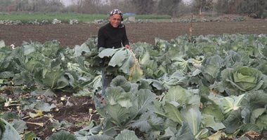 فرحة حصاد الكرنب بالدقهلية.. «المحشى» أكلة الدفا فى الشتاء على موائد المصريين