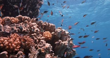 داديلوس.. موقع غوص بداخله سحر الطبيعة جنوب البحر الأحمر