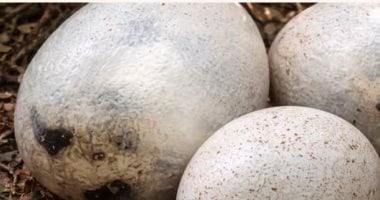 بيض ديناصورات 