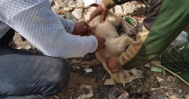 حملة ميدانية لتحصين الكلاب ضد مرض السعار بمركزى دسوق وبيلا.. صور