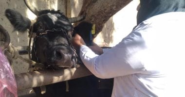 تحصين 30 ألف رأس ماشية بكفر الشيخ ضد الحمى القلاعية والوادى المتصدع