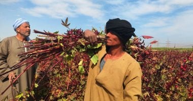 مزارع خلال موسم حصاد الكركديه