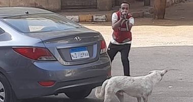 بيطرى قنا يطعم ويحصن 27 كلبا فى شوارع المدينة