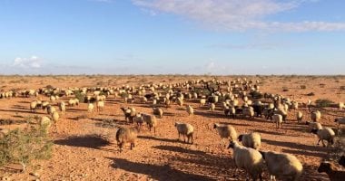 اغنام البرقي - مطروح