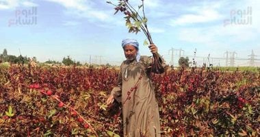 محصول الكركديه يزين الغيطان.. فرحة فلاحين الأقصر بموسم الحصاد